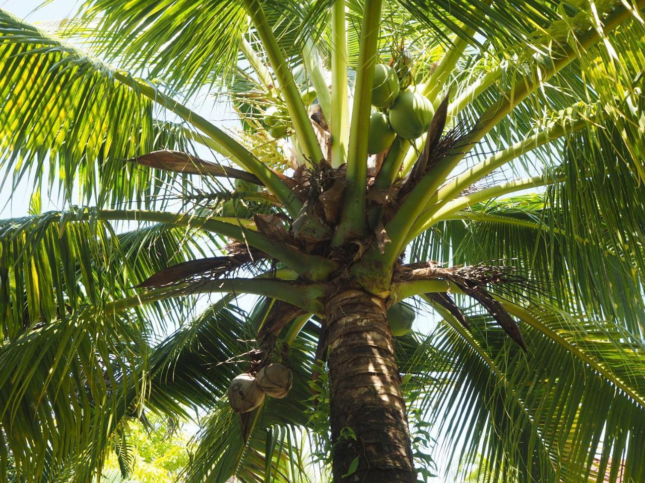 Coconut Bungalow Nai Yang Beach Exterior foto